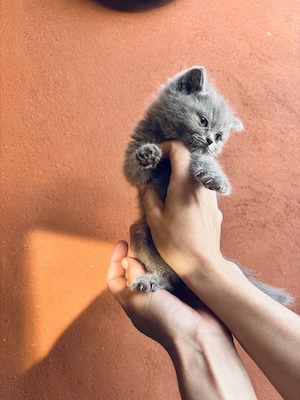 Disponibili 3 pisoiași British Shorthair blue - imagine 5