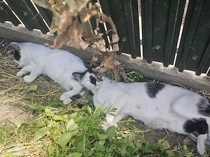 Adoptie motănel si sau separat mama pisica - imagine 2