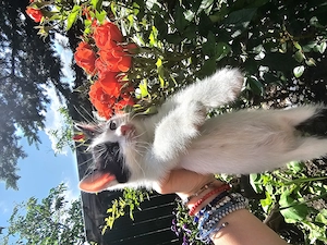 Adoptie motănel si sau separat mama pisica - imagine 3