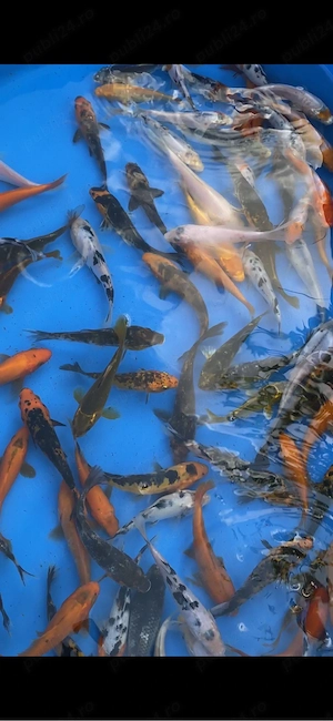 crapi koi 