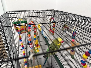 Vând colivie cu 7 perusi tineri și toate accesoriile necesare - imagine 2