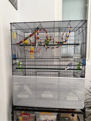 Vând colivie cu 7 perusi tineri și toate accesoriile necesare - imagine 5