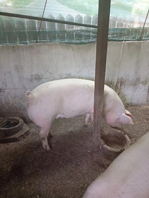 Scroafă    