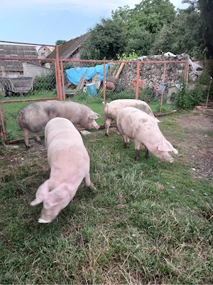 Vand porci