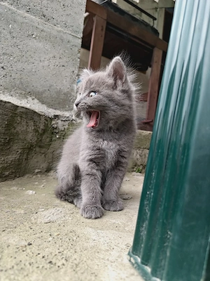 vînd pisică corcitură de bermanez este pisică una mai am  - imagine 5