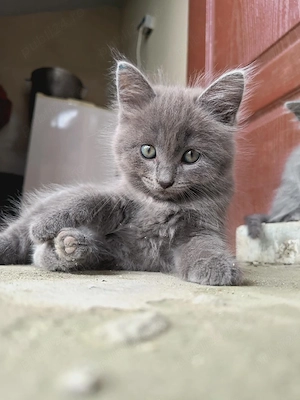 pui de pisică britiș shorthair sunt de vînzare  preț 300lei