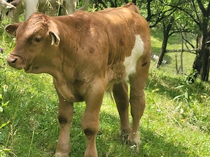 Vand vaca cu vitel