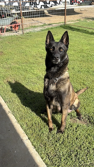 De vânzare Belgian Malinois  - imagine 2