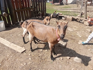 Vând capră la prima fătare cu ieduța 