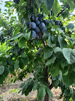 Vând prune și nectarine !