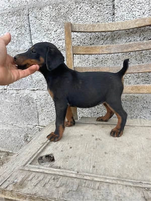 catei jagdterrier