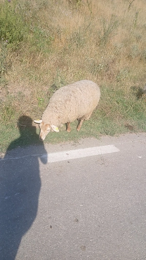 oii de vanzare 