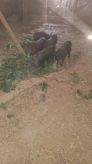 Purcei vietnamezi 