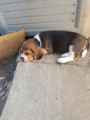 cățelușa beagle  - imagine 2
