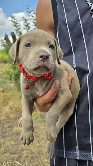 American bully Xl - 7 săptămâni - imagine 4