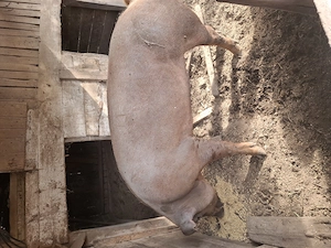 Porci de vanzare
