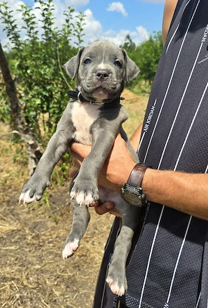 American bully Xl - 7 săptămâni - imagine 3