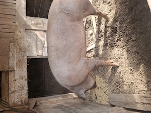 Porci de vanzare - imagine 2