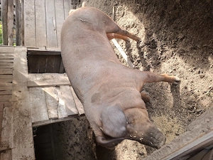 Porci de vanzare - imagine 3