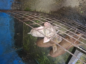 Vand purcei duroc