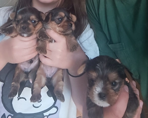 Yorkshire terrier talia cea mai mică  - imagine 4