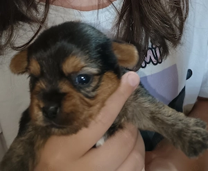 Yorkshire terrier talia cea mai mică  - imagine 3