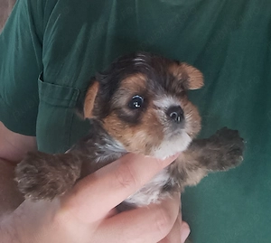 Yorkshire terrier talia cea mai mică  - imagine 5