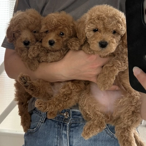 Pudel Poodle Caniche Toy Red Roscat Apricot 