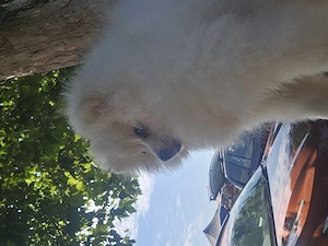 Pomeranian spitz de vânzare 