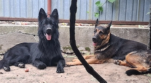Adopție  pui ciobanesc german  - imagine 4