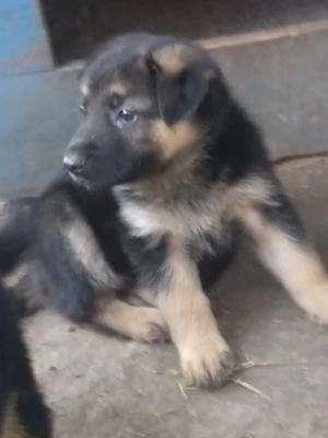 Vând pui ciobănesc german