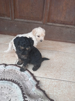 vand caniche !
