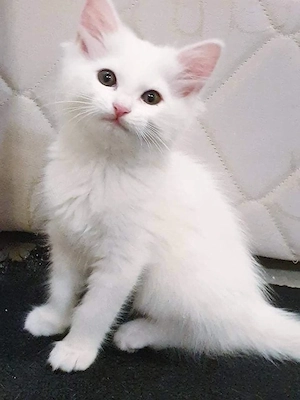 Angora Turceasca 
