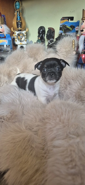 Chihuahua fetita alb cu negru