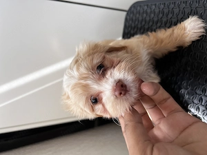 Maltipoo mini toy 
