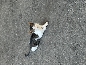 Motănel de 3 luni, salvat de pe stradă, își caută urgent familie în București!   - imagine 3