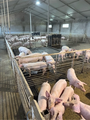 porci purcei de carne