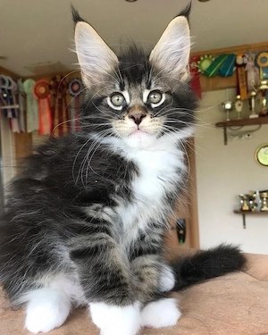 Maine coon