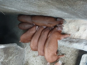 Vieruti si scrofite duroc