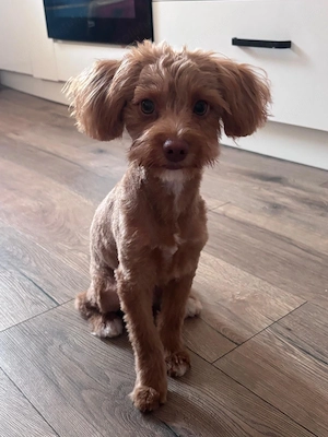 Vând cățeluș Maltipoo, 5 luni  