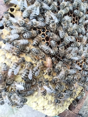 Matca împerecheată 2026