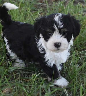 Bichon Havanez 