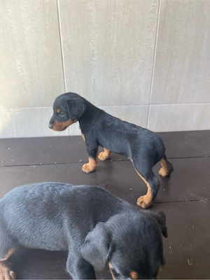 Jagdterrier Bacau 
