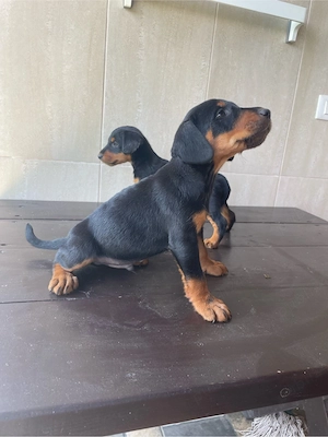 Jagdterrier Bacau 