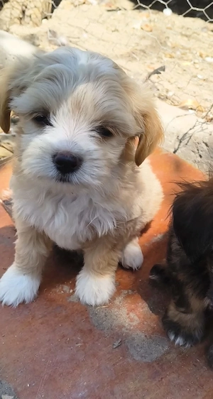 Catei bichon maltez baieti si fete 