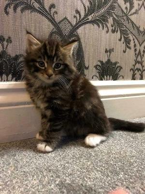 Maine Coon