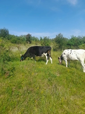 vand vaca si vitea