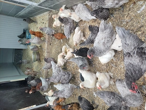 Vând pui Australorp și vorwerk 
