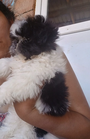 catelus shih tzu de vanzare 9 saptamni  - imagine 2