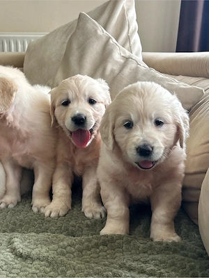 Catei golden Retriever 